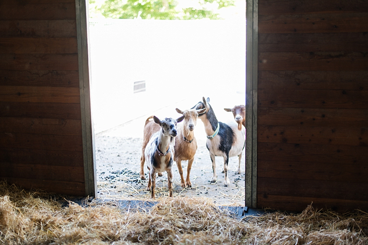 Farm Photos By Danielle DeFiore