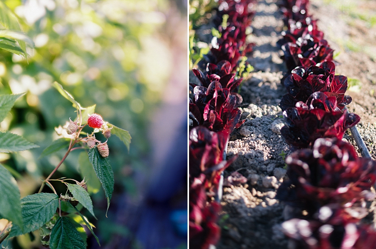 Sonoma County Farm Photography