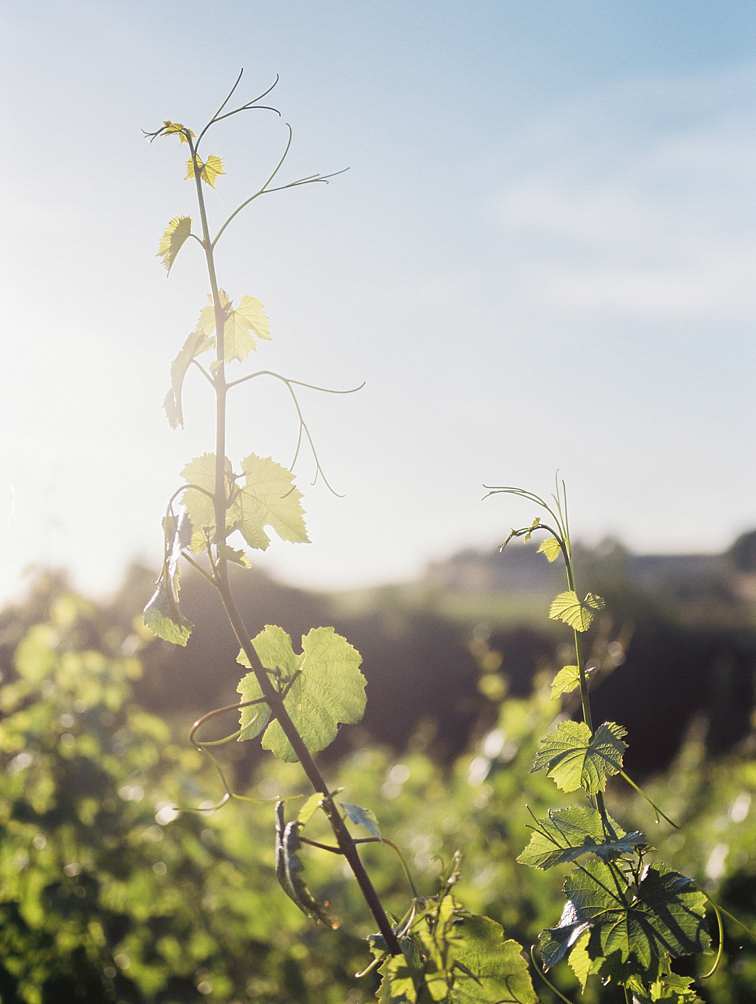 Sonoma County Grapevines Photos