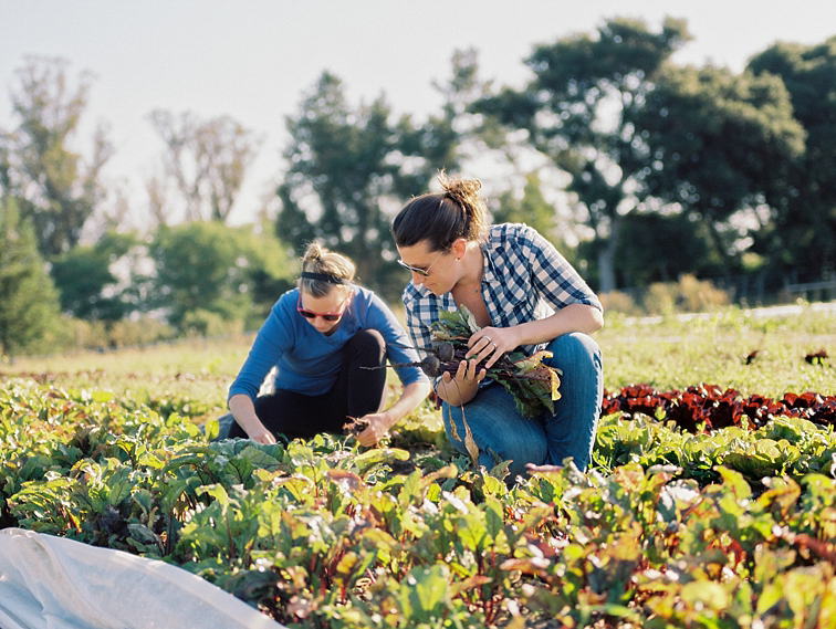 Harvesting Organic Produce